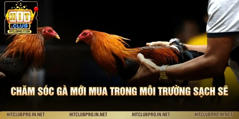 Chăm sóc gà mới mua trong môi trường sạch sẽ