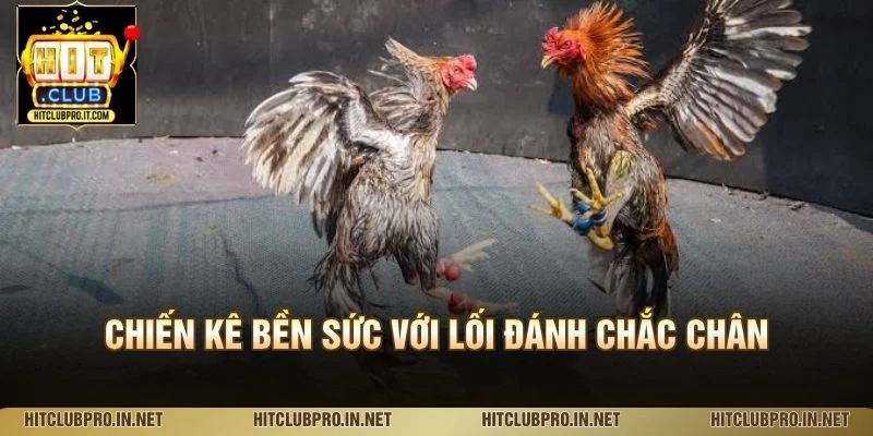 Chiến kê bền sức với lối đánh chắc chân