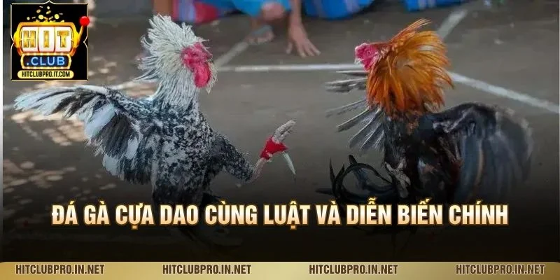 Đá Gà Cựa Dao HitClub: Luật Chơi, Đặc Điểm Và Cách Xem 3 Đá gà cựa dao cùng luật và diễn biến chính