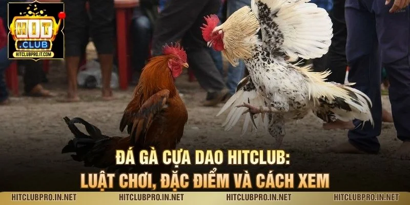 Đá Gà Cựa Dao HitClub: Luật Chơi, Đặc Điểm Và Cách Xem 1 Đá Gà Cựa Dao HitClub: Luật Chơi, Đặc Điểm Và Cách Xem