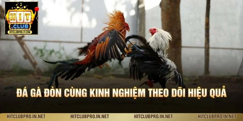 Đá gà đòn cùng kinh nghiệm theo dõi hiệu quả