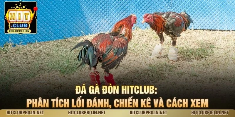 Đá Gà Đòn HitClub: Phân Tích Lối Đánh, Chiến Kê Và Cách Xem