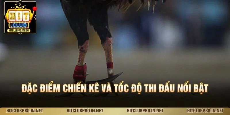 Đá Gà Cựa Dao HitClub: Luật Chơi, Đặc Điểm Và Cách Xem 2 Đặc điểm chiến kê và tốc độ thi đấu nổi bật