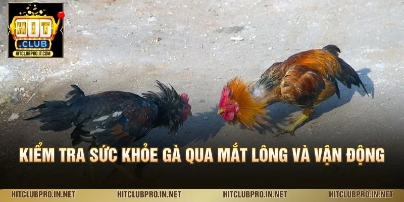 Kiểm tra sức khỏe gà qua mắt lông và vận động