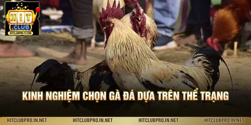 Kinh nghiệm chọn gà đá dựa trên thể trạng