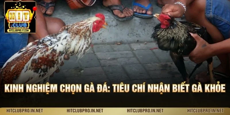 Kinh Nghiệm Chọn Gà Đá: Tiêu Chí Nhận Biết Gà Khỏe