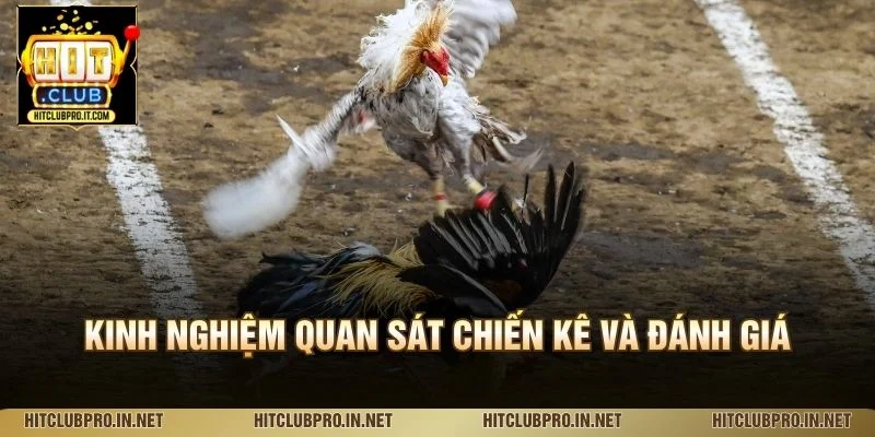 Đá Gà Cựa Dao HitClub: Luật Chơi, Đặc Điểm Và Cách Xem 4 Kinh nghiệm quan sát chiến kê và đánh giá