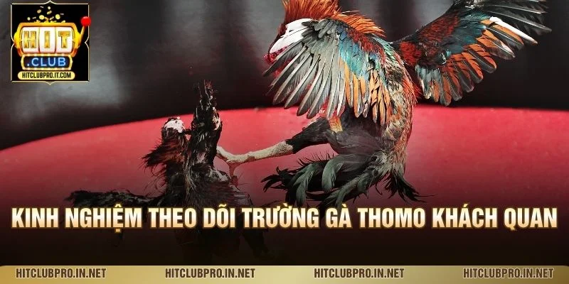 Trường Gà Thomo HitClub: Khám Phá Đấu Trường Đá Gà 4 Kinh nghiệm theo dõi Trường gà Thomo khách quan