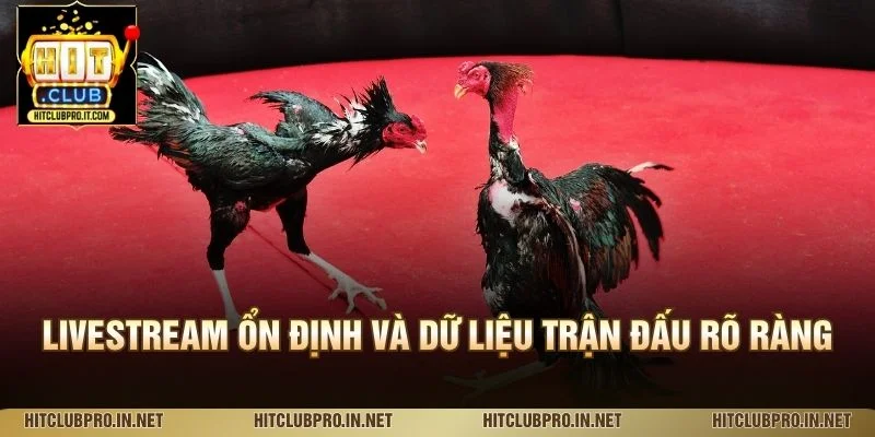 Trường Gà Thomo HitClub: Khám Phá Đấu Trường Đá Gà 3 Livestream ổn định và dữ liệu trận đấu rõ ràng