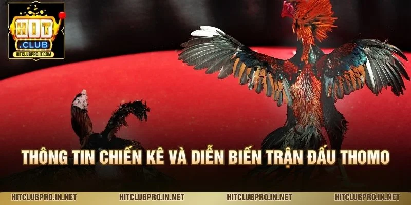 Trường Gà Thomo HitClub: Khám Phá Đấu Trường Đá Gà 2 Thông tin chiến kê và diễn biến trận đấu Thomo
